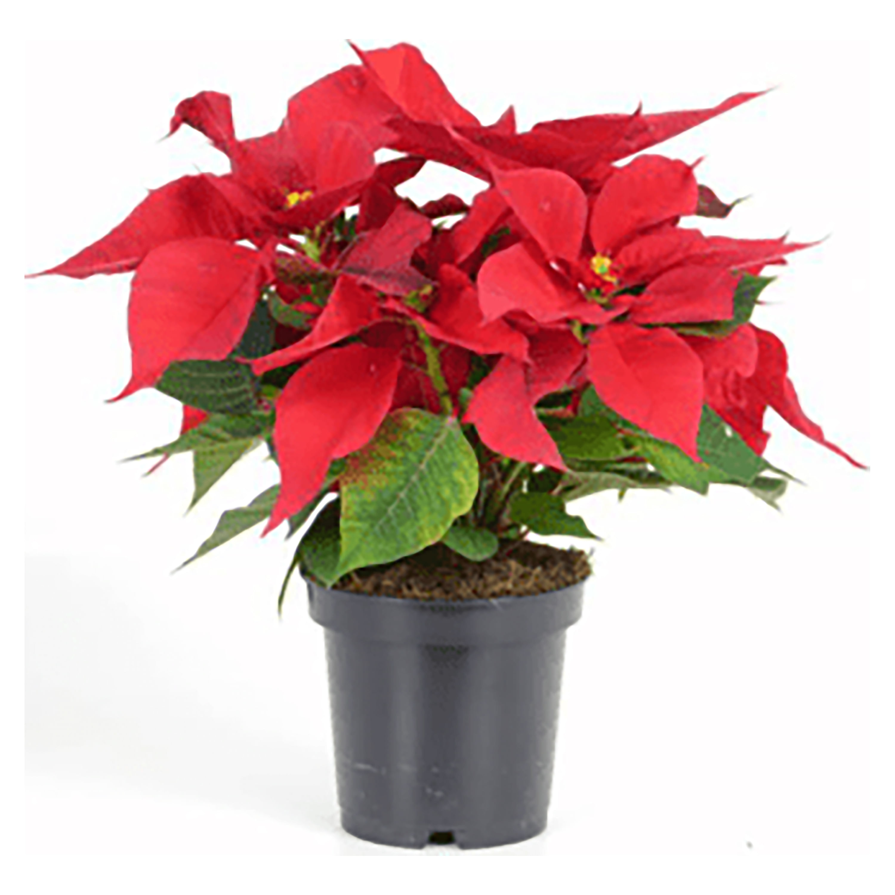 Pascua Natural Roja Con Maseta - 1Uds